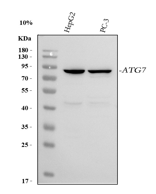 a00346 5 atg7 primary antibodies wb testing 1