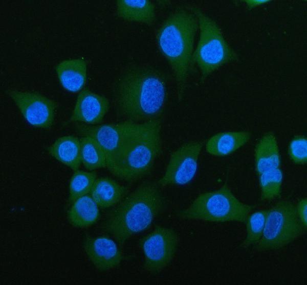 a00346 atg7 primary antibodies if testing 1