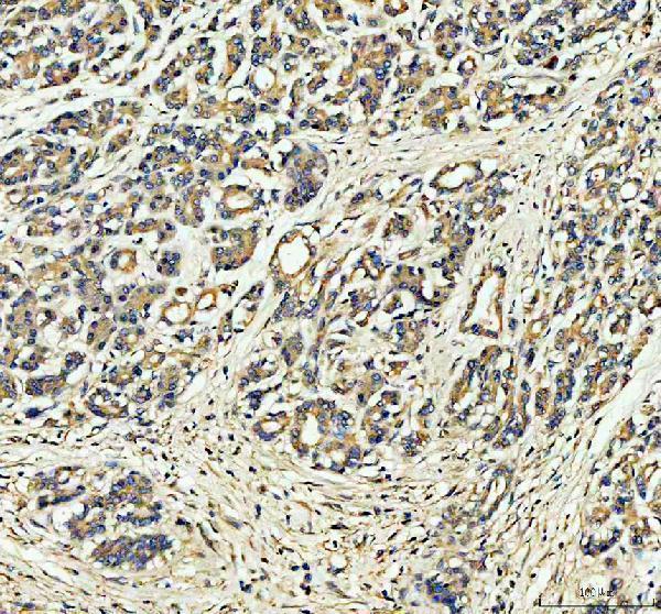a00346 atg7 primary antibodies ihc testing 1