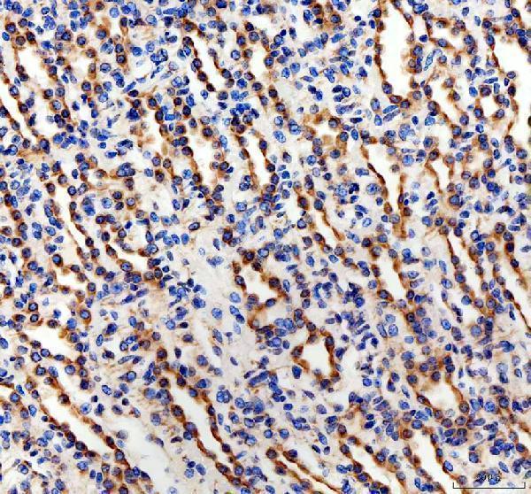 a00346 atg7 primary antibodies ihc testing 2