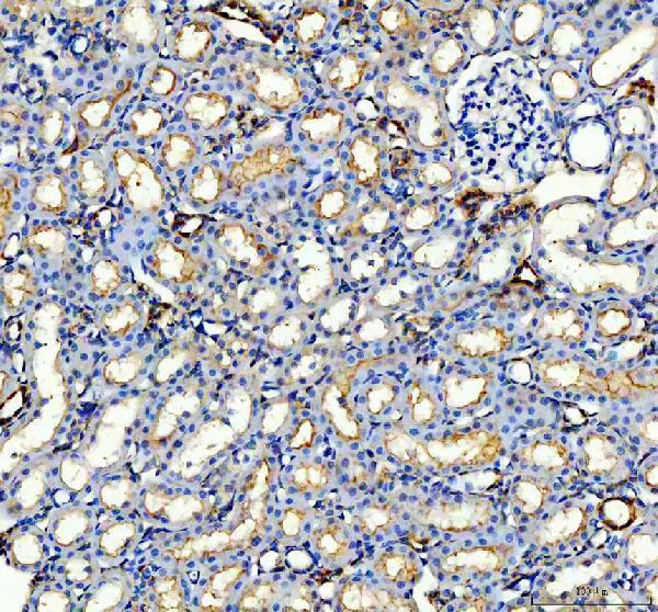 a00346 atg7 primary antibodies ihc testing 3