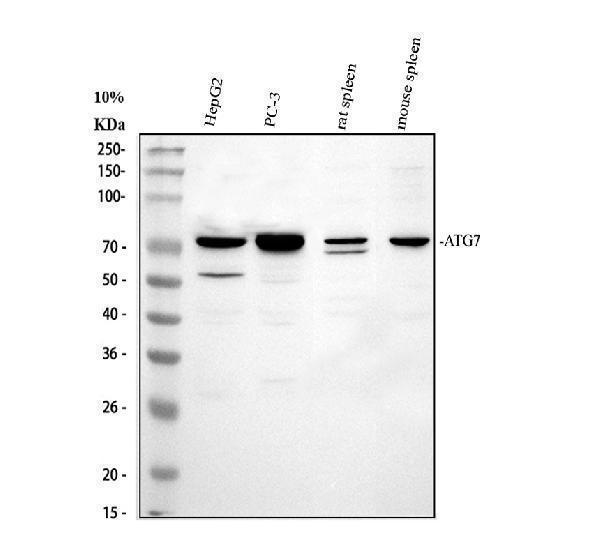 a00346 atg7 primary antibodies wb testing 1_1