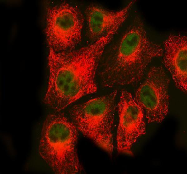 a00347 2 rad50 primary antibodies if testing 1