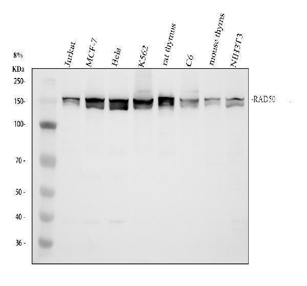 Western blot analysis of RAD50 using anti-RAD50 antibody (A00347-2)