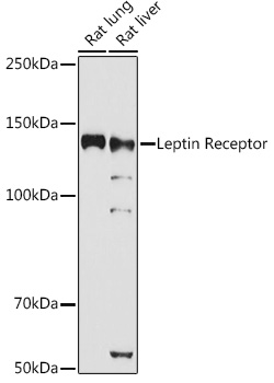 Western blot analysis of extracts of various cell lines, using Leptin Receptor antibody  at 1:1000 dilution