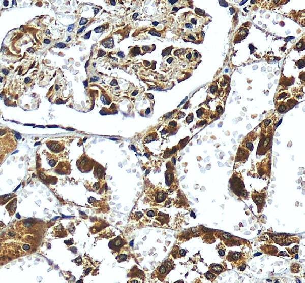a00350 lepr primary antibodies ihc testing 3