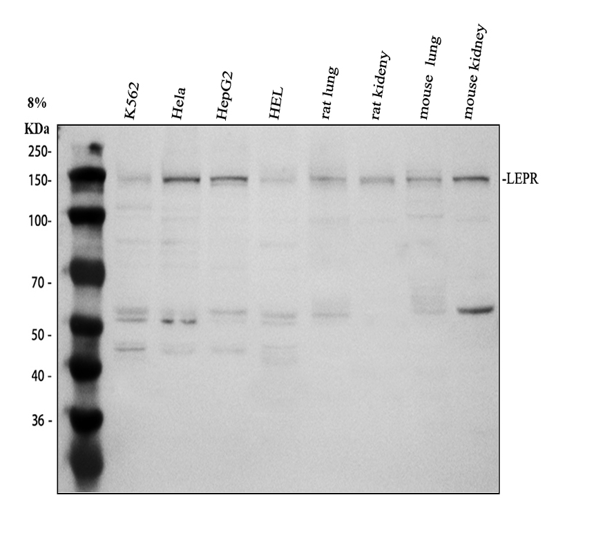 a00350 lepr primary antibodies wb testing 1