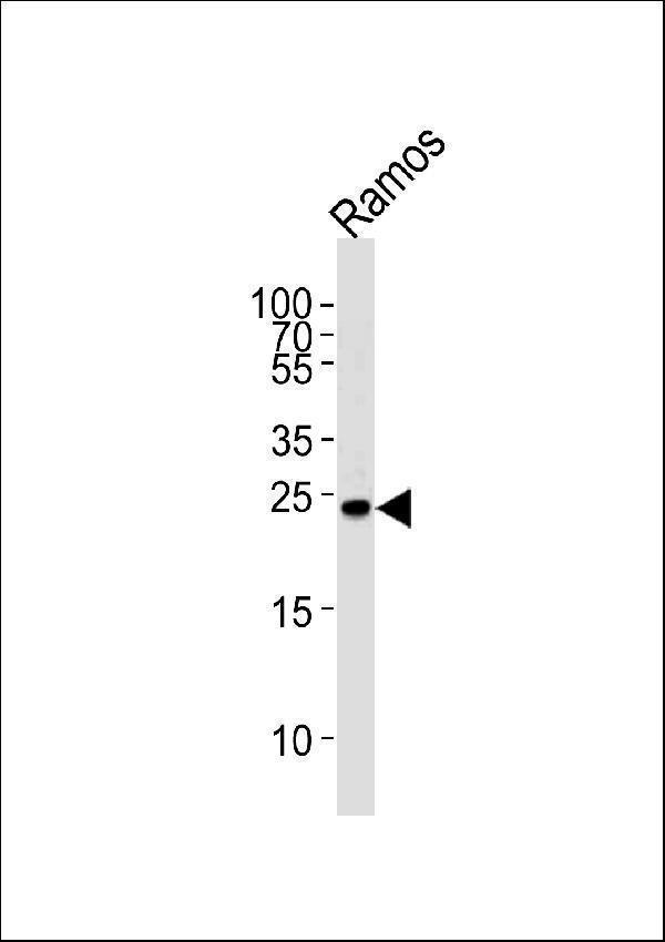 a00351 anti grb2 antibody y209 wb testing 1