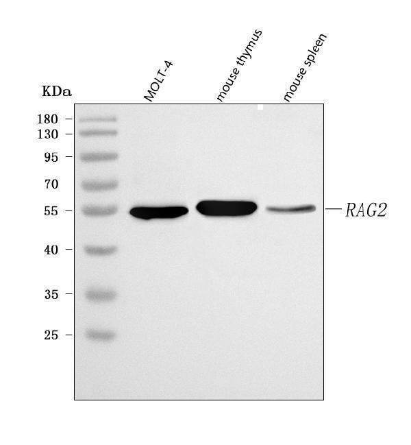 a00352 rag2 primary antibodies wb testing 1