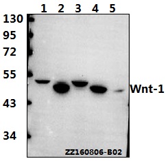 a00354 wnt1 primary antiboties wb testing 1