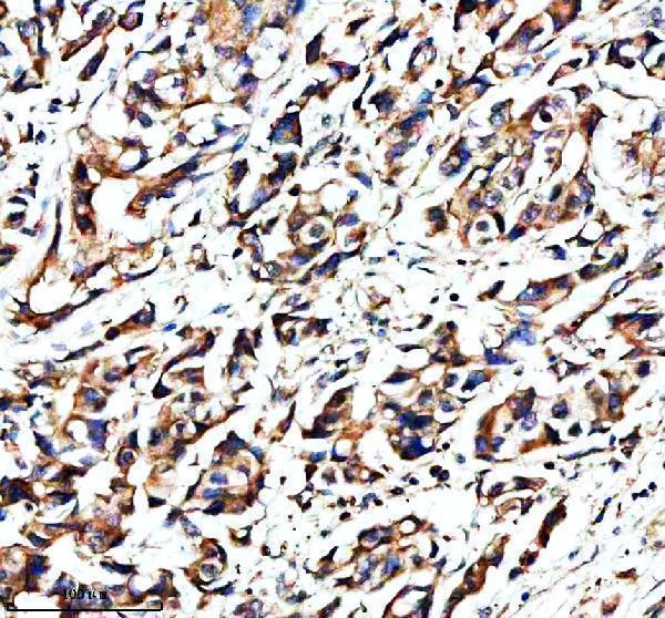 IHC analysis of NAV1 using anti-NAV1 antibody (A00355-1)