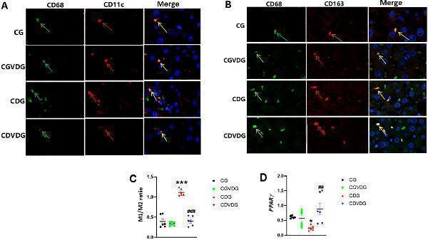 Effects of 1,25 VD3 supplementation on macrophage polarization and PPARγ expression in NASH rats