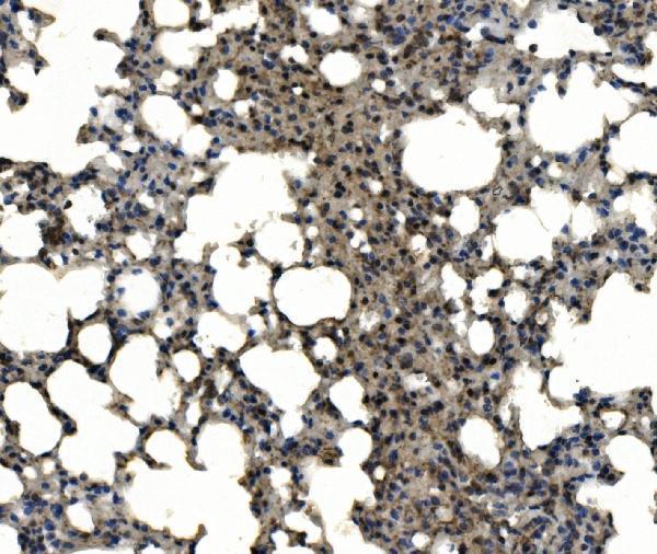 a00357 3 itgax primary antibodies ihc testing 2