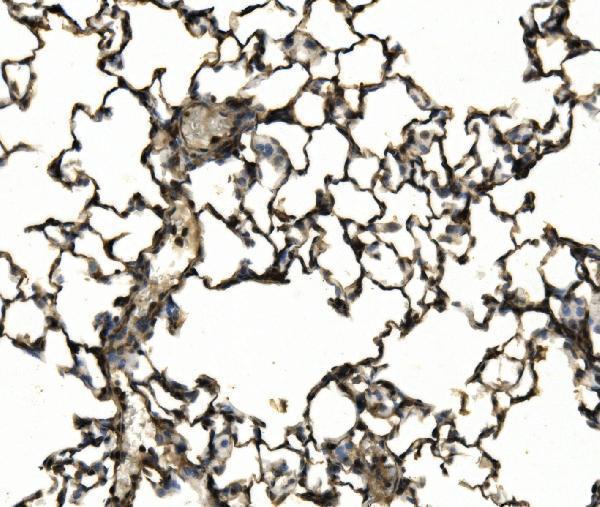 a00357 3 itgax primary antibodies ihc testing 3