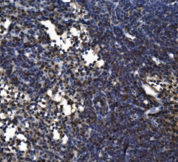 a00357 3 itgax primary antibodies ihc testing 4