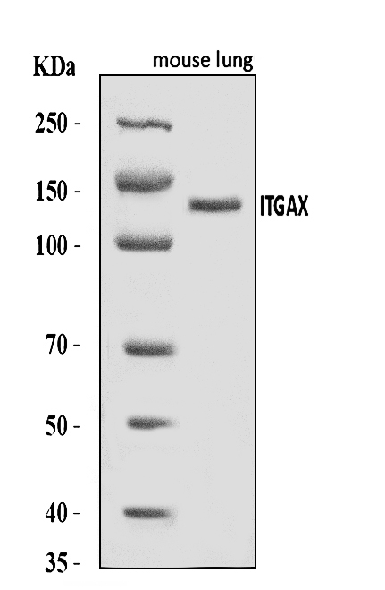  Western blot analysis of CD11c/Itgax using anti-CD11c/Itgax antibody (A00357-3)