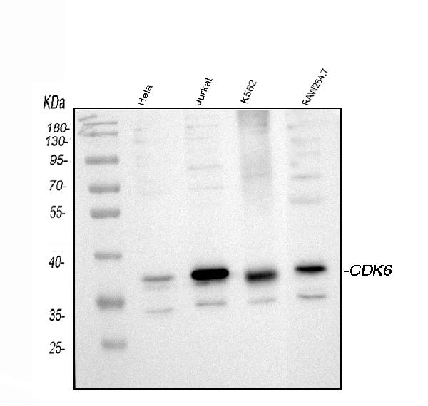 Western blot analysis of Cdk6 using anti-Cdk6 antibody (A00358).