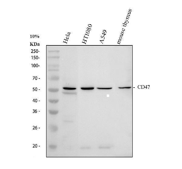 Western blot analysis of CD47 using anti-CD47 antibody (A00360-1)