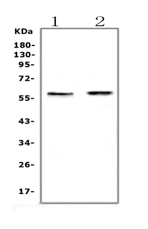 a00361 1 etv6tel primary antibodies wb testing 6