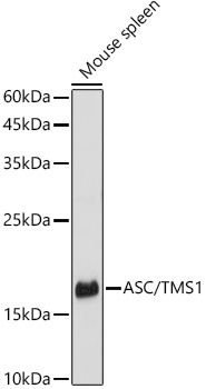 Western blot analysis of extracts of Mouse spleen, using ASC/TMS1 antibody  at 1:1000 dilution