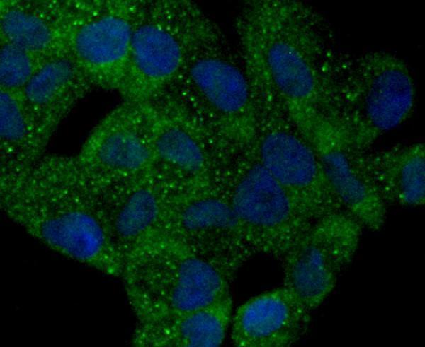 ICC staining TMS1 in Hela cells (green)