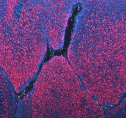 a00362 6 asc primary antibodies if testing 11