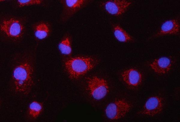a00362 6 asc primary antibodies if testing 7