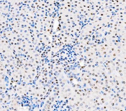 a00362 6 asc primary antibodies ihc testing 4