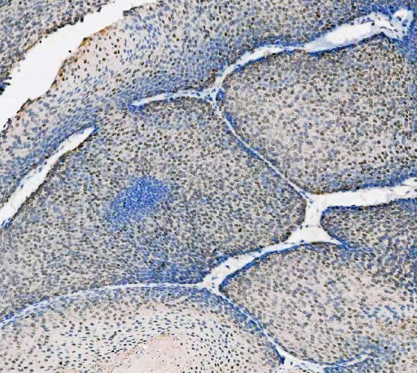a00362 6 asc primary antibodies ihc testing 5