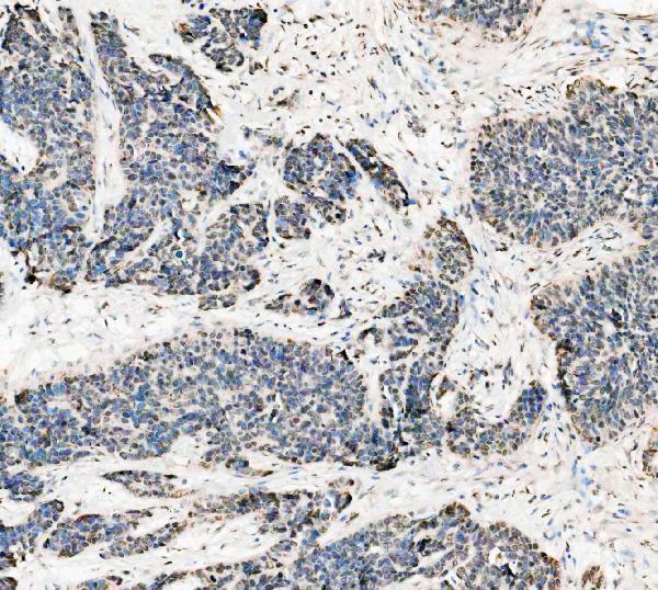 a00362 6 asc primary antibodies ihc testing 6