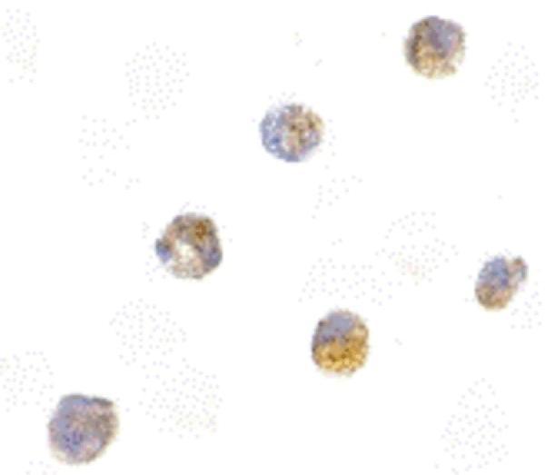 a00362 pycard primary antibodies icc testing 6