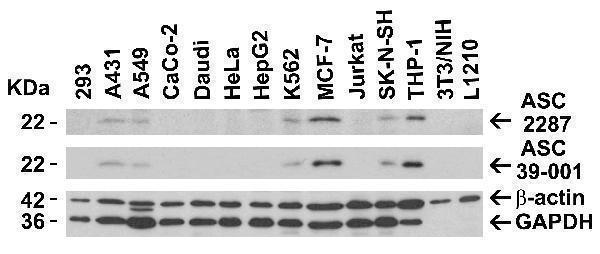 Independent Antibody Validation (IAV) via Protein Expression Profile in Cell Lines
Loading: 15 μg of lysates per lane