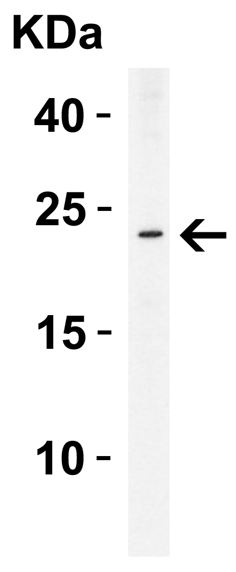 Western Blot Validation in Human THP-1 Cells
Loading: 15 μg of lysate per lane