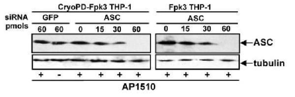 a00362 pycard primary antibodies wb testing 7