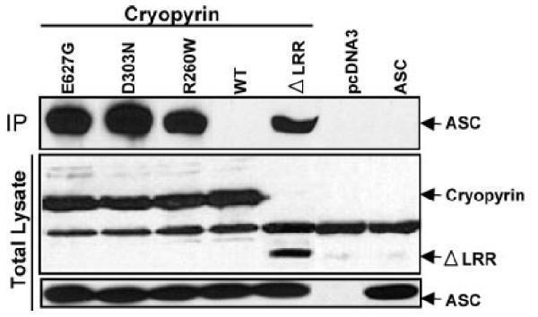 a00362 pycard primary antibodies wb testing 8