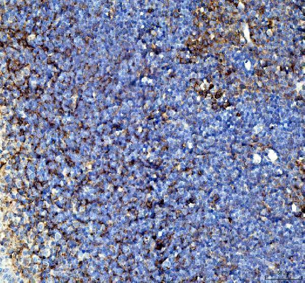 a00363 2 tnfsf11 primary antibodies ihc testing 3