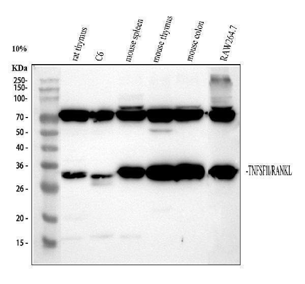 Western blot analysis of TNFSF11 using anti-TNFSF11 antibody (A00363-2)