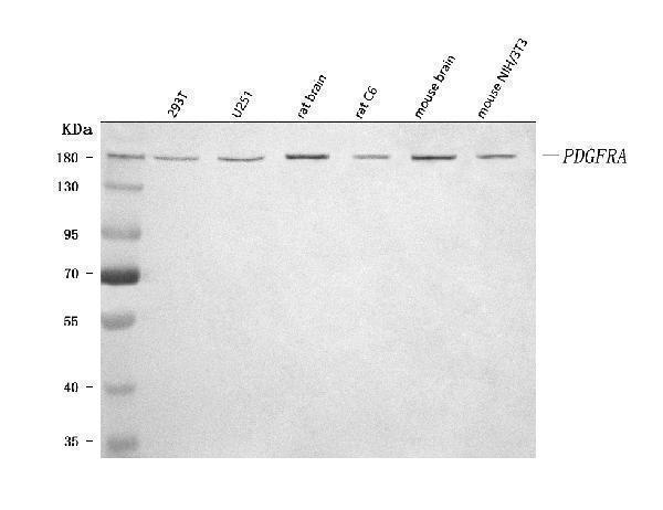 a00366 pdgfra primary antibodies wb testing 1