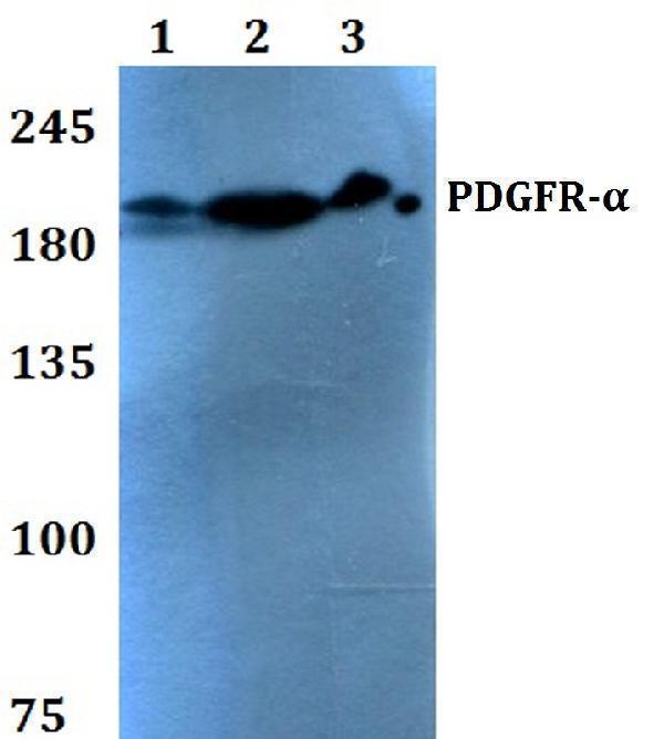 a00366s1057 pdgfra primary antiboties wb testing 1