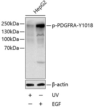 a00366y1018 pdgfra primary antiboties wb testing 1