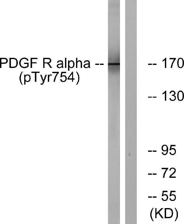 a00366y754 1 pdgfra primary antibodies wb testing 2