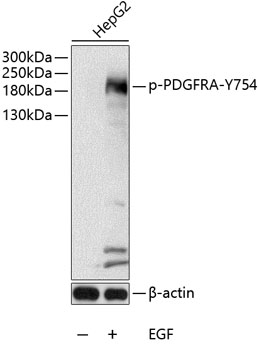 a00366y754 pdgfra primary antiboties wb testing 1