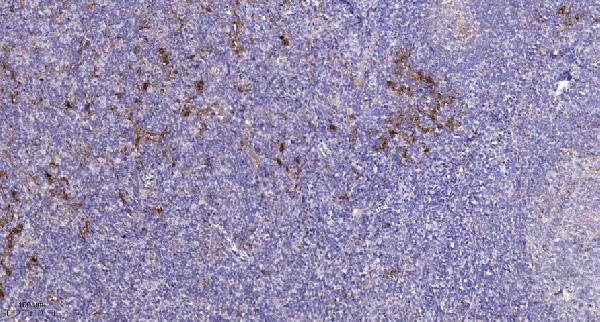a00366y849 1 pdgfra primary antibodies ihc testing 1