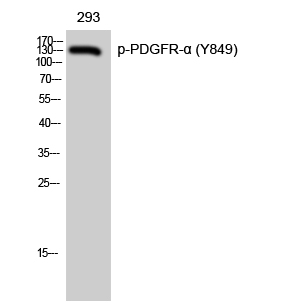 a00366y849 1 pdgfra primary antibodies wb testing 2