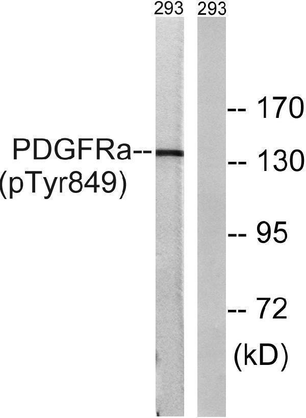 a00366y849 1 pdgfra primary antibodies wb testing 3