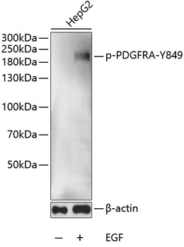 a00366y849 pdgfra primary antiboties wb testing 1