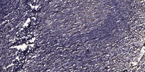 Immunohistochemical analysis of paraffin-embedded human tonsil