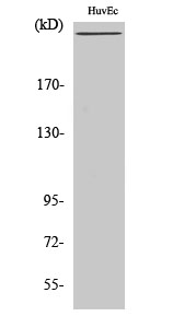 Western Blot analysis of various cells using Factor VIII Polyclonal Antibody