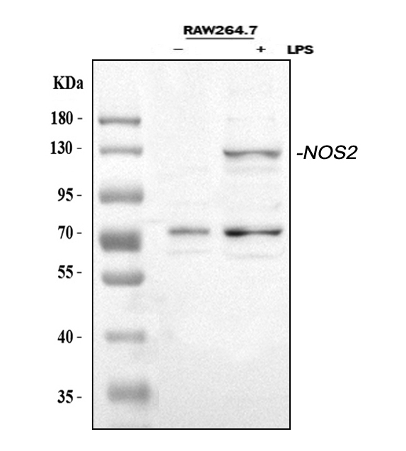  Western blot analysis of iNOS/Nos2 using anti-iNOS/Nos2 antibody (A00368-4)