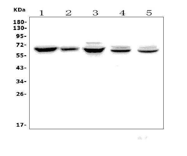  Western blot analysis of ANGPT2 using anti-ANGPT2 antibody (A00370-2)